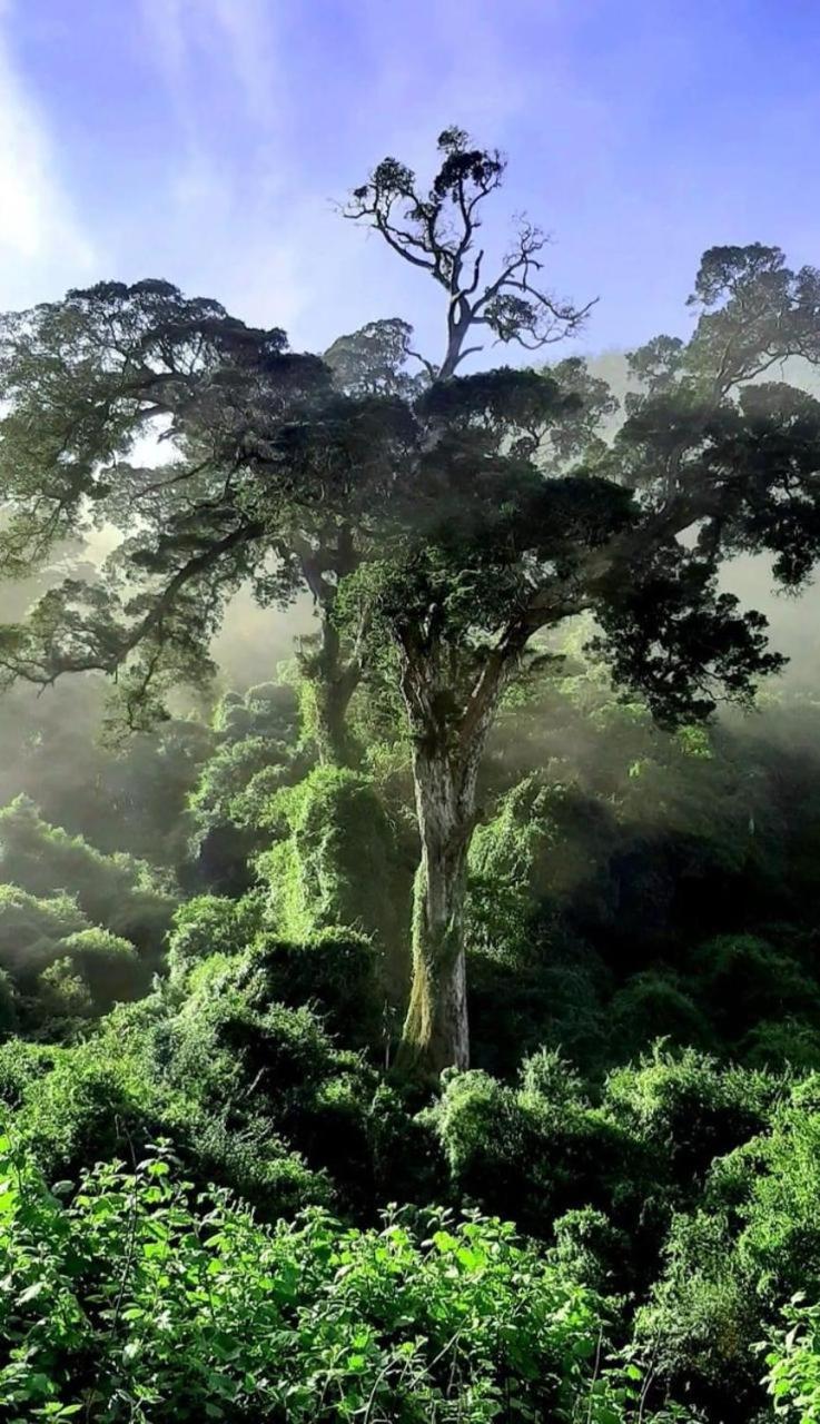 Nature'S Valley Health Retreat A Hide Away In The Forest Natureʼs Valley Exterior foto