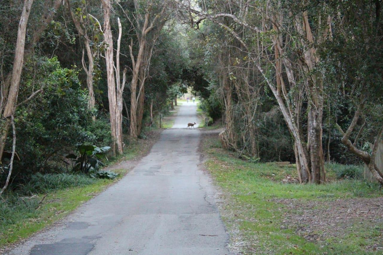 Nature'S Valley Health Retreat A Hide Away In The Forest Natureʼs Valley Exterior foto