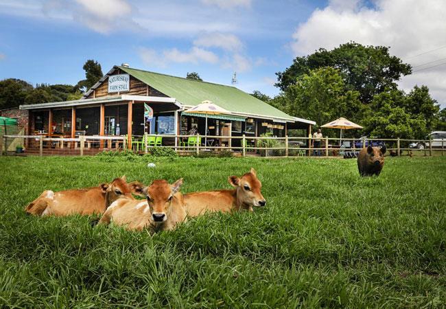 Nature'S Valley Health Retreat A Hide Away In The Forest Natureʼs Valley Exterior foto