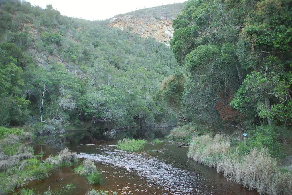 Nature'S Valley Health Retreat A Hide Away In The Forest Natureʼs Valley Exterior foto